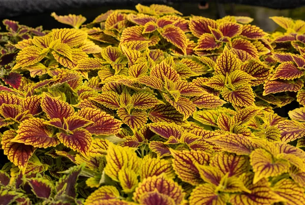 Bloemen Tapijt Van Rode Groene Bladeren Van Coleus Natuur Scene — Stockfoto