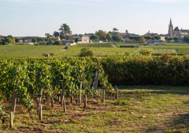 Saint Emilion bölgesindeki şarap hasadından önce şarap bahçesinde şarap sıraları üzerinde olgun kırmızı şarap üzümleri. Fransa