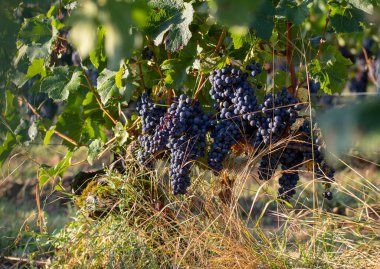 Üzüm bağındaki kırmızı merlot üzümlerini kapatın. Aziz Emilion, Gironde, Aquitaine. Fransa