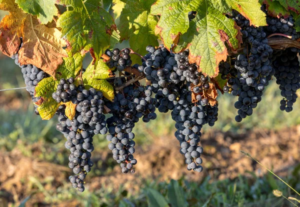 Виноград Готовий Збору Врожаю Виноробства Saint Emilion France — стокове фото