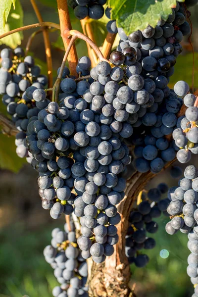 Close Red Merlot Grapes Vineyard Medoc Gironde Aquitaine France — Stock Photo, Image