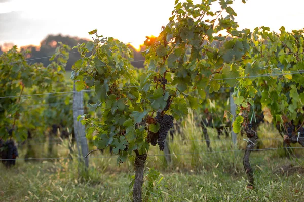 Luz Manhã Nas Vinhas Saint Georges Montagne Perto Saint Emilion — Fotografia de Stock