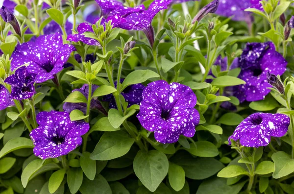 Fleurs Une Surfinia Couleur Originale Aux Pétales Blanc Violet — Photo