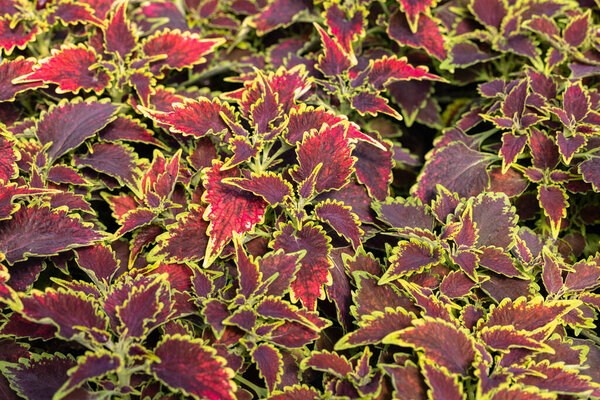 Floral carpet of red and green leaves of the coleus. Nature scene with decorative leaf garden plants. 