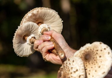 Margaux, Fransa - 11 Eylül 2018: Chateau Palmer, Fransa 'nın Bordeaux bölgesinin Margaux adresli bir şarap imalathanesidir..