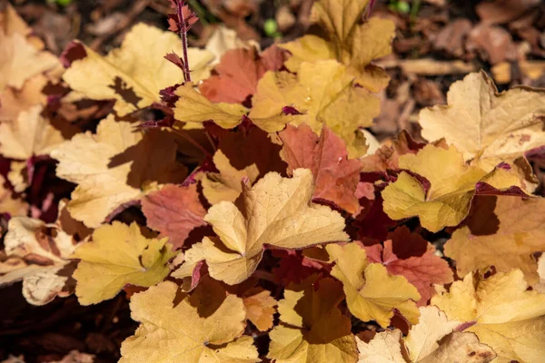 Heuchera Plants Very Nice Natural Background — Stock Photo, Image