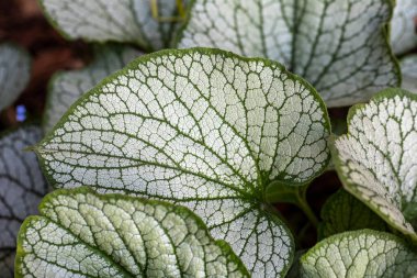 Heartleaf brunnera, Sibirya böceği parlatıcısı (Brunnera makrophylla 'Jack Frost') bahçede