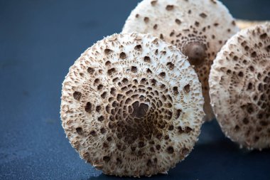 Olgun şemsiye mantarı Macrolepiota procera veya Lepiota procera 