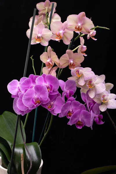 Bellezza Fiori Orchidea Colorati Isolati Sfondo Nero — Foto Stock