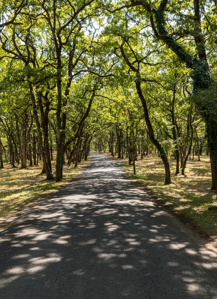 穿过多顿Eyrignac风景如画的橡木林的路 — 图库照片