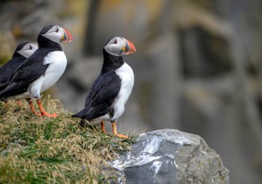 Atlantik martısı, bilinen adıyla martı. 