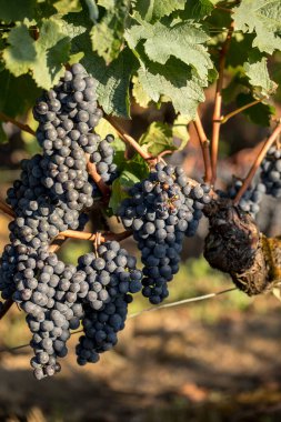 Üzüm bağındaki kırmızı merlot üzümlerini kapatın. Medoc, Gironde, Aquitaine. Fransa