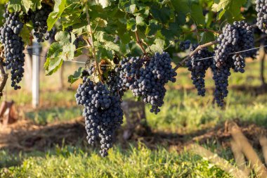 Üzüm bağındaki kırmızı merlot üzümlerini kapatın. Aziz Emilion, Gironde, Aquitaine. Fransa