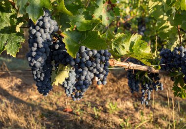 Üzüm bağındaki kırmızı merlot üzümlerini kapatın. Medoc, Gironde, Aquitaine. Fransa