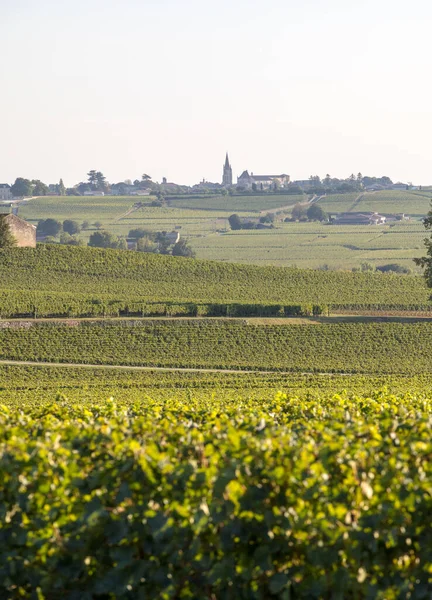 Uvas Rojas Maduras Hileras Vides Viñedo Antes Vendimia Región Saint — Foto de Stock