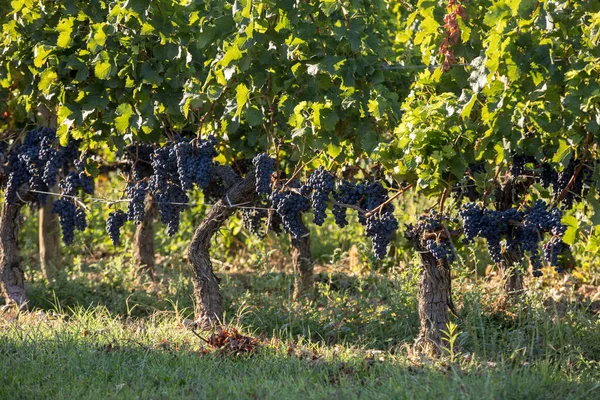 Ripe Red Grapes Rows Vines Vienyard Wine Harvest Saint Emilion — Stock Photo, Image