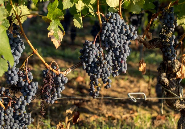 Primer Plano Uvas Rojas Merlot Viñedo Medoc Gironda Aquitania Francia — Foto de Stock