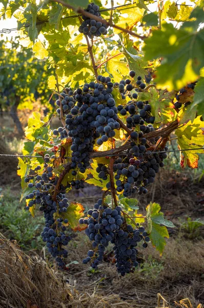 Rotweintrauben Bereit Für Die Ernte Und Weinproduktion Saint Emilion Frankreich — Stockfoto