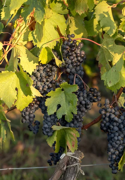 Röda Vindruvor Redo För Skörd Och Vinproduktion Saint Emilion Frankrike — Stockfoto