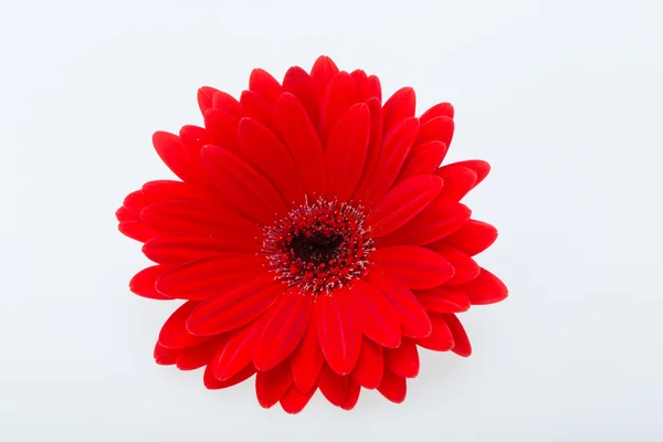 Flor de margarida gerbera vermelha — Fotografia de Stock