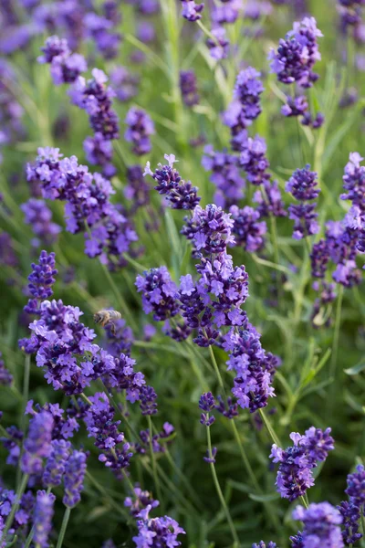 Gardens with the flourishing lavender — Stock Photo, Image