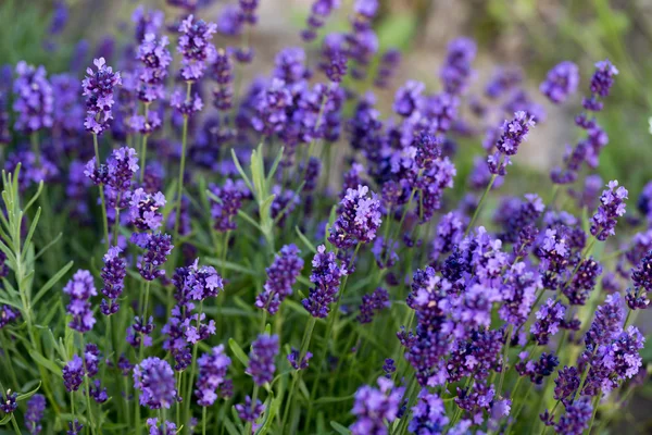 Gardens with the flourishing lavender — Stock Photo, Image