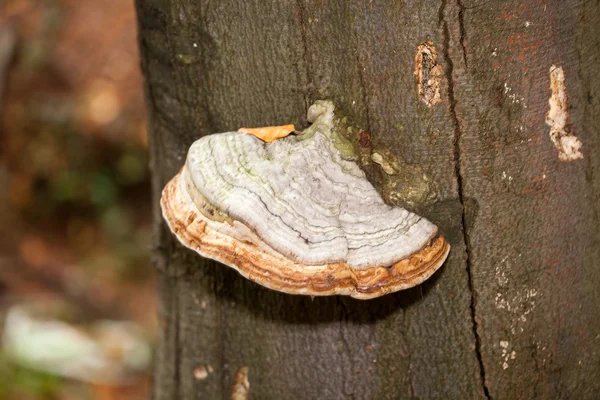 Closeup of tinder fungus on tree trunk — Stock Photo, Image