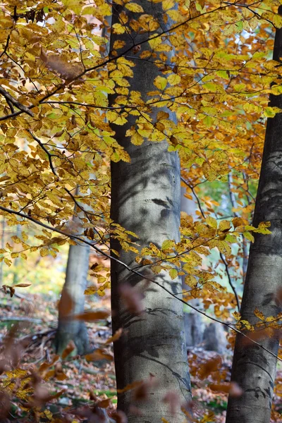 Silver-bok trädstammar mot de torra löv — Stockfoto