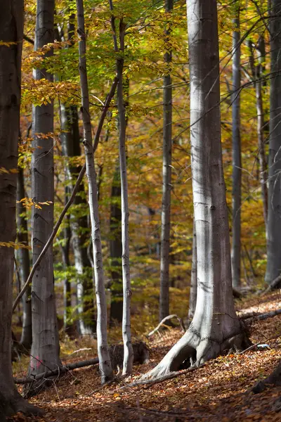 Troncs de hêtre argenté contre les feuilles sèches — Photo