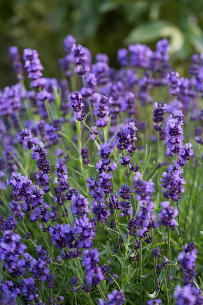 Jardins com a lavanda florescente — Fotografia de Stock