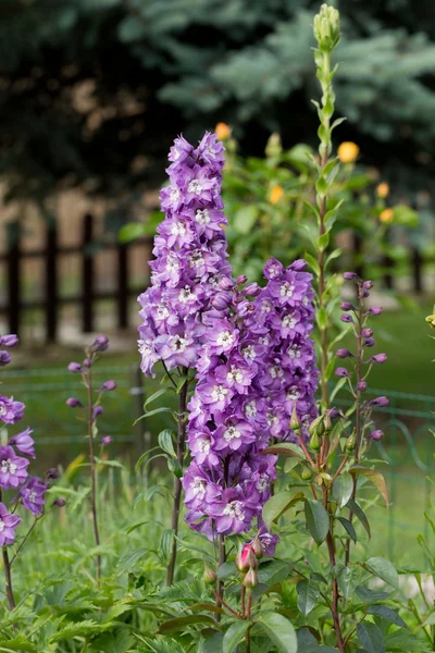 Květ fialový delphinium v zahradě — Stock fotografie