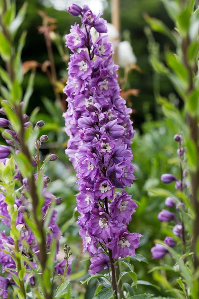 Flor de Delphinium púrpura en jardín — Foto de Stock