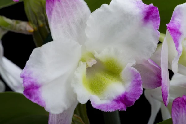 Dendrobium Orchidee Mischlinge. Isoliert auf schwarz — Stockfoto