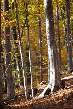 Gümüş-kayın ağacı dalları kuru yaprakları karşı