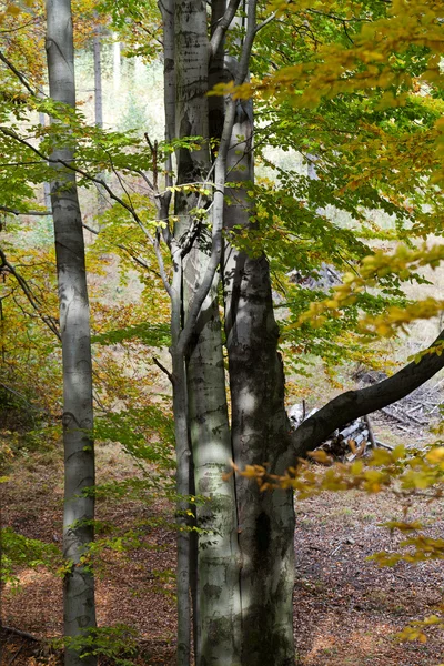 Silver-bok trädstammar mot de torra löv — Stockfoto