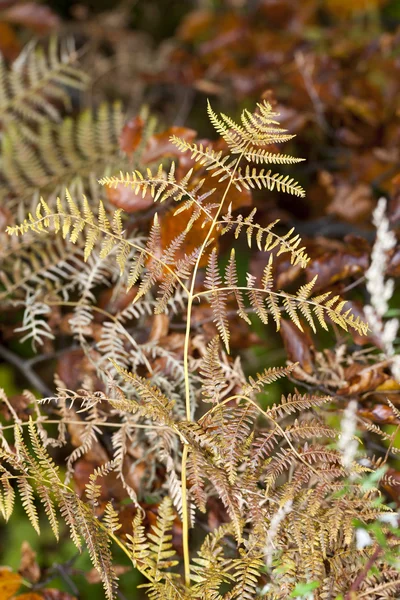 秋天的印象-蕨类植物的干燥叶子 — 图库照片