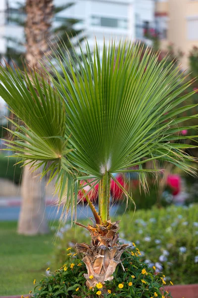 Belle foglie di palma di albero alla luce del sole — Foto Stock