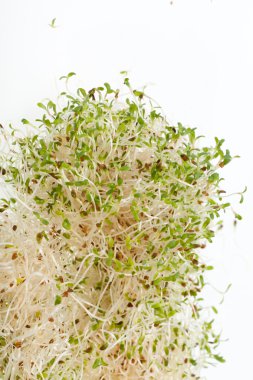 Sağlıklı beslenme. Beyaz arkaplanda taze filizler izole edildi