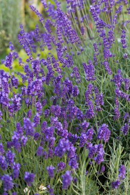 İri ve gür bahçeler,