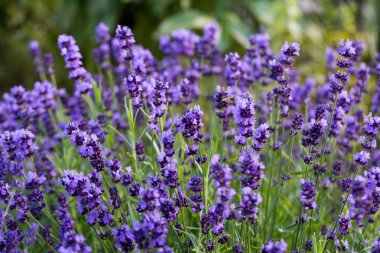 İri ve gür bahçeler,