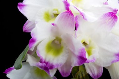 Dendrobium Orkide melezleri. Siyah üzerine izole edilmiş.