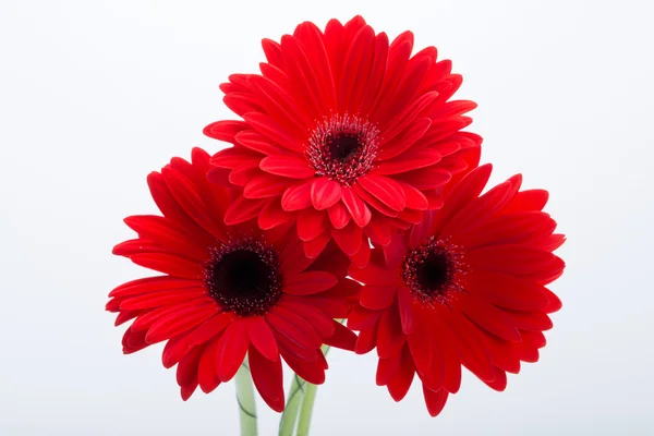 Rode gerbera madeliefje bloem — Stockfoto