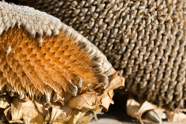 Closeup of sunflower seeds — Stock Photo, Image