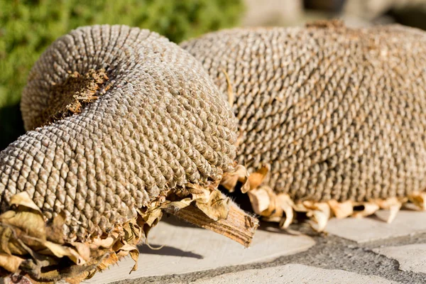 Closeup of sunflower seeds — Stock Photo, Image