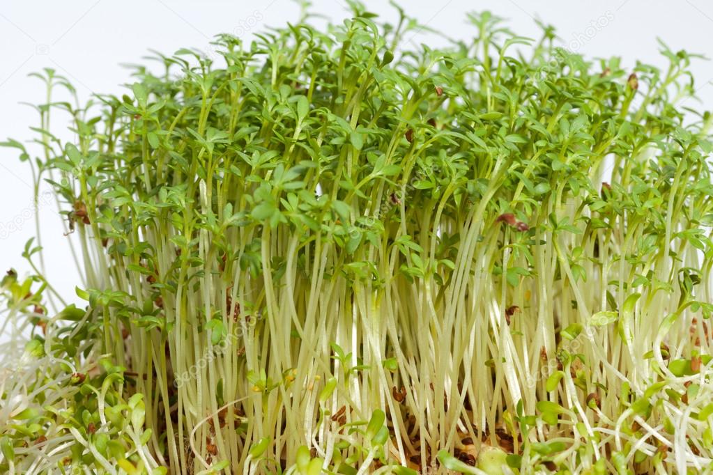 Fresh alfalfa sprouts and cress on white background — Stock Photo
