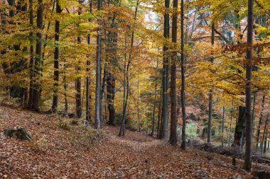 Gümüş kayın ağacı kuru yaprakları karşı