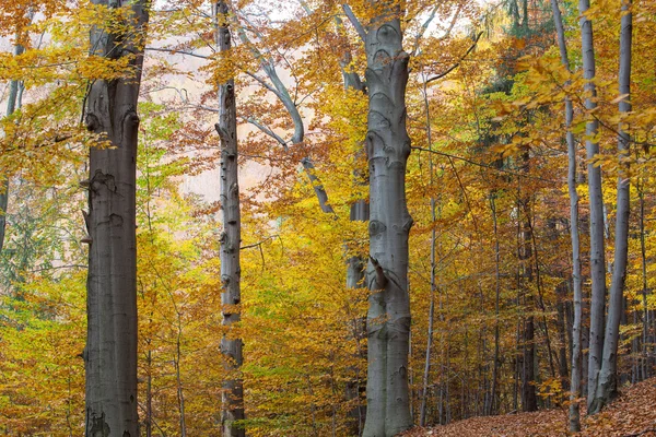 Hêtre argenté contre les feuilles sèches — Photo