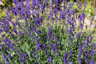 İri ve gür bahçeler,