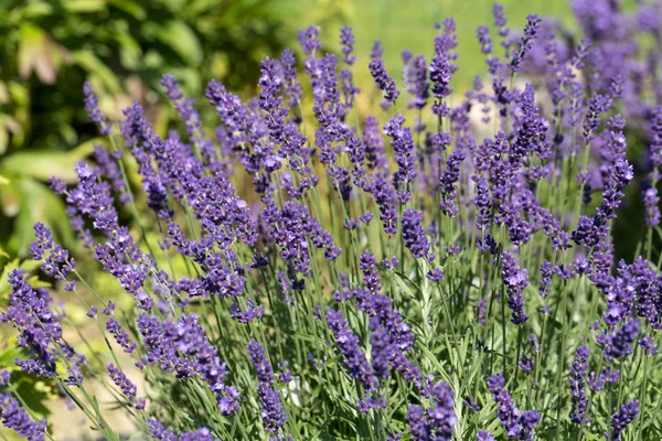 Jardines con la floreciente lavanda —  Fotos de Stock