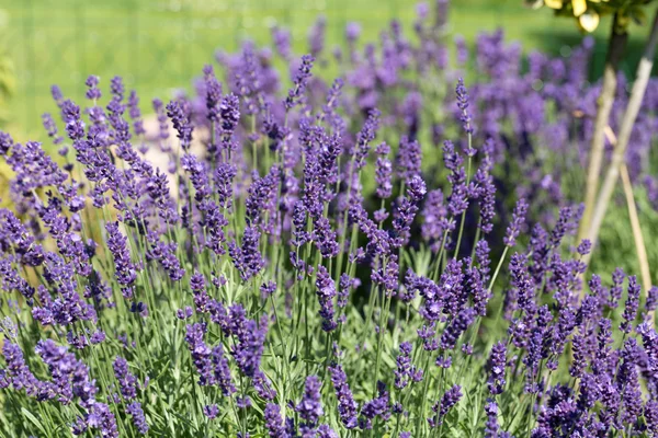 Jardins com a lavanda florescente — Fotografia de Stock